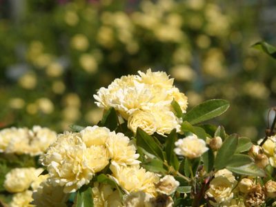 Rosas sin espinas: la planta trepadora que está de moda para llenar de color y rico aroma tu jardín