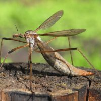 No los mates: los insectos que horrorizan a muchos, pero que son un verdadero tesoro para el jardín