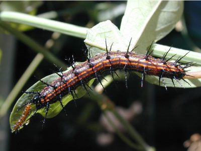 No lo mates: el insecto que seguro habita en tu jardín y que muchos consideran que peligroso, pero es un tesoro