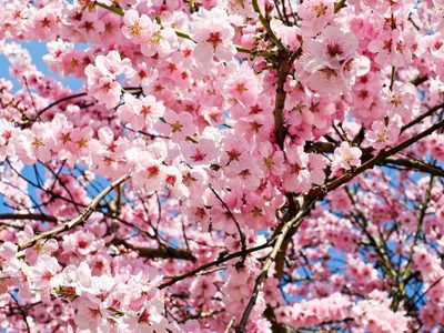 Por qué algunas personas quieren diversificar el hermoso y tradicional cerezo en Japón