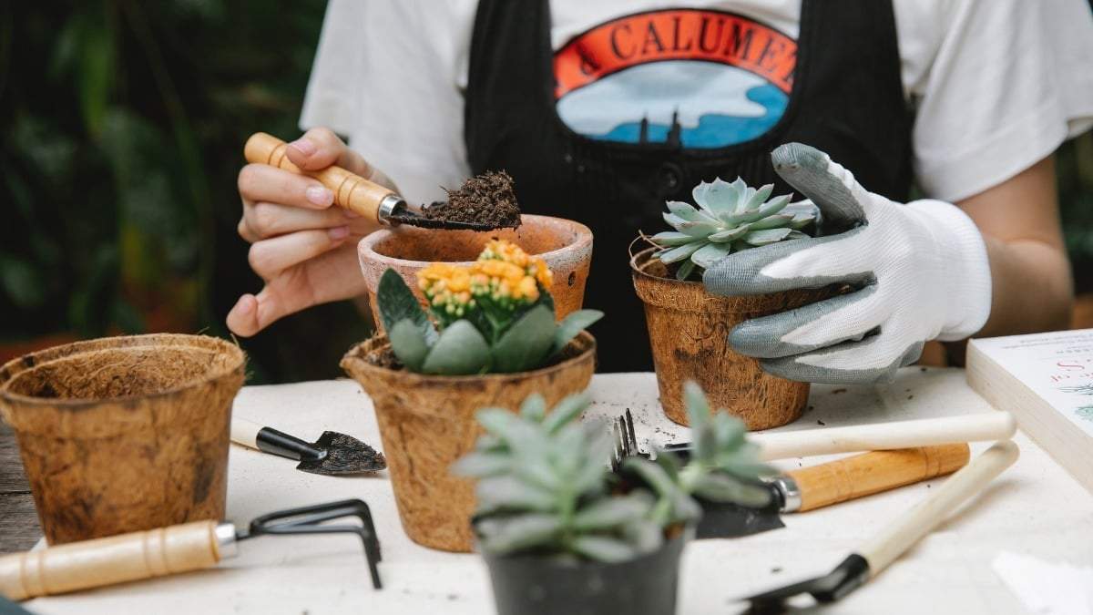 Plantas. Fuente: (Pexels)