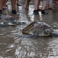 El cambio climático acelera la disminución de plantas y animales en la Tierra