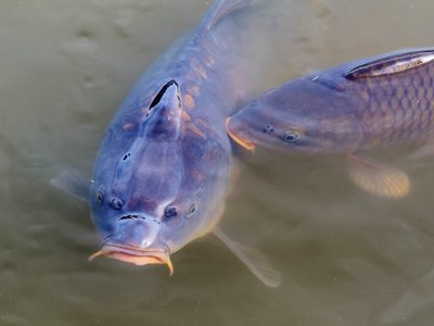 El Gobierno busca alternativas para combatir el aumento del pez carpa en el río Negro