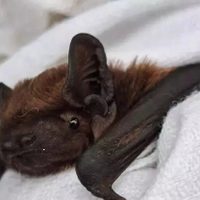 Apareció un murciélago con rabia en Buenos Aires