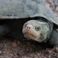 Una tortuga dada por extinta, "resucitada" por el ADN ambiental