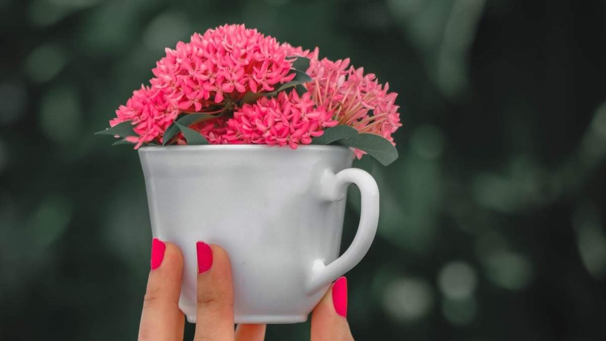 Tazas. Fuente: (Dicoro)