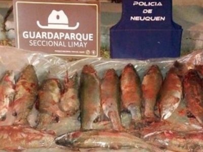 Secuestran 14 truchas y ganchos en control por pesca ilegal sobre la Ruta 40