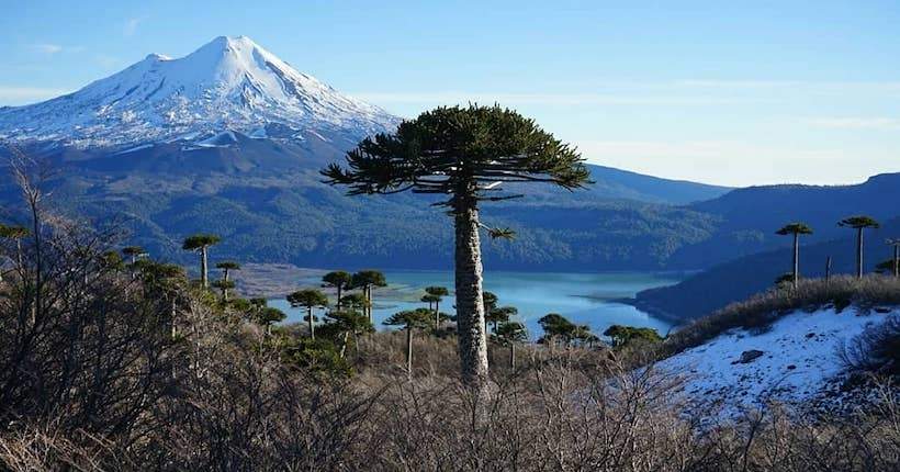 Araucarias, arboles de donde se extraen los piñones