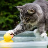 Por qué algunos gatos no soportan el agua