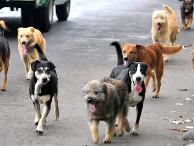 Falta de control canino en La Comarca: tres perros atacaron a un hombre