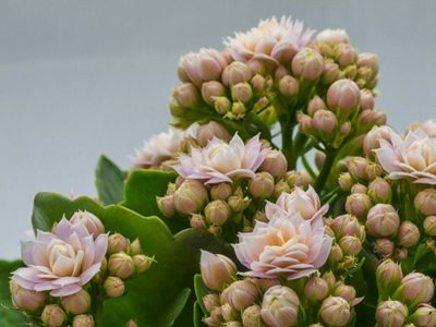 Suculentas: el abono casero, económico y muy sencillo para que florezcan hermosas