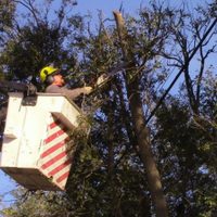 Municipalidad de Zapala capacita en poda de árboles