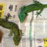 Vinculan a proceso a hombre con 299 reptiles en peligro de extinción en su equipaje en el AICM