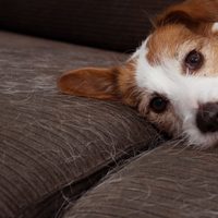 Con 1 solo elemento y sin aspiradora, terminá con los pelos de tus mascotas en el sillón