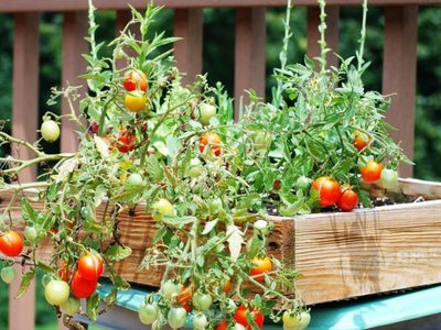 No compres más y germiná tus propios tomates en maceta con este increíble truco