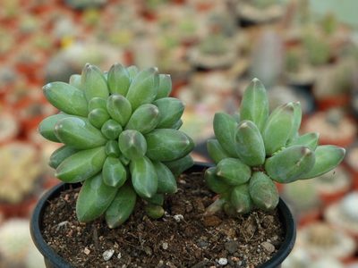 Cómo cuidar la Pequeña joya, una de las suculentas más rara y hermosa que existe