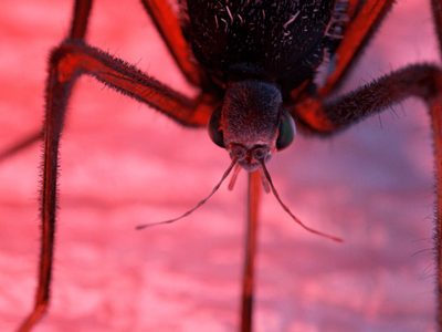 Lo que faltaba: siguen subiendo los casos de dengue
