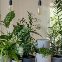 5 plantas que están en tendencia y que todo el mundo quiere tener en su hogar