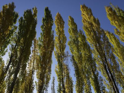 Clima en Neuquén: temperaturas bajo cero en la cordillera y buen tiempo en los valles
