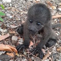 Crean protocolo de atención para monos aulladores; ya murieron 148 por el calor