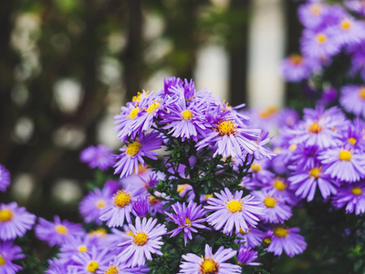 La planta de hermosos colores que explotará de flores en tu jardín y le encanta el sol