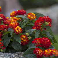 Conocé la maravillosa planta que cambia el color de sus flores y es fácil de cuidar