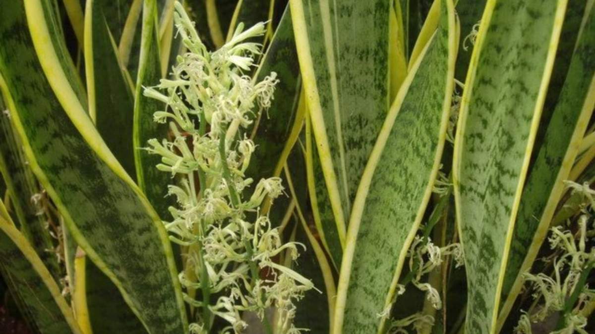 Sansevieria. Fuente: (Instagram).