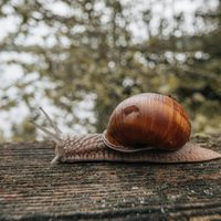 El consejo definitivo para mantener los caracoles alejados del jardín