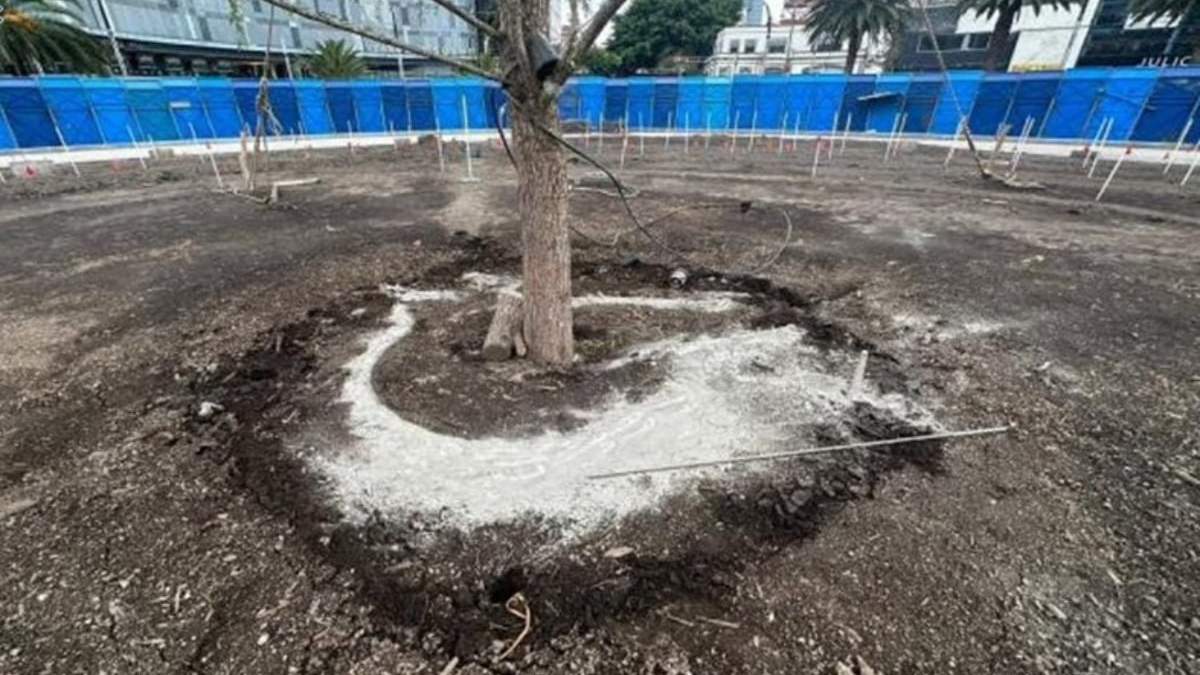 Nuevo ahuehuete en Paseo de la Reforma