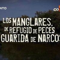 Los manglares, de refugio de peces a guarida de narcos