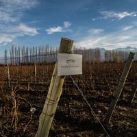 Maridaje por streaming de bodega Bianchi y el chef Pablo Massey