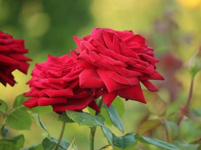 El secreto viverista para trasplantar tus Rosas en Primavera y que se mantengan hermosas
