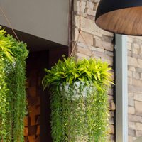 Si querés llenar tu jardín o terraza de plantas colgantes, mirá estas 5 opciones que son perfectas