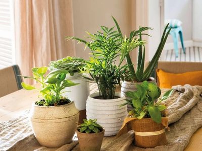 Resisten todo y son hermosas: las plantas de moda que podés tener en el trabajo sin preocuparte por sus cuidados
