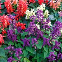 No solo en primavera: las plantas que dan sus más bellas flores en otoño y con la que podés darle vida y color a tu jardín