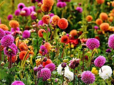 Conocé la planta con flores que es perfecta para el otoño y es muy resistente a las plagas