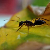 5 plantas que tenés que tener en tu hogar si querés ahuyentar a las hormigas