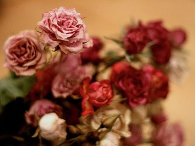 Inmortalizá para siempre tus flores preferidas con esta técnica de secado que te va a encantar