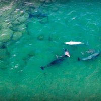 Show de animales marinos: mirá las maravillosas fotos captadas en Las Grutas