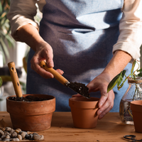 3 plantas que podés reproducir totalmente gratis y son muy fáciles de encontrar