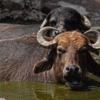 Un análisis genómico revela que muchas especies animales pueden ser vulnerables al covid-19