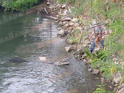 Cocodrilo mata a una mujer que lavaba ropa en una laguna de Tampico