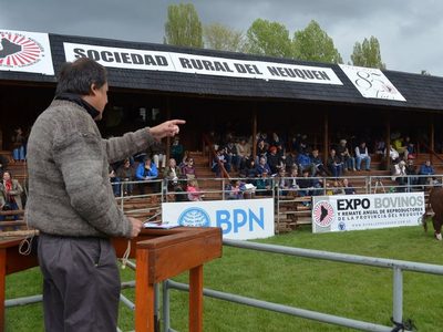 En Junín de los Andes comenzó la exposición de bovinos con presencialidad