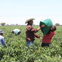 Jornaleros agrícolas, solos contra covid, crisis, marginación…