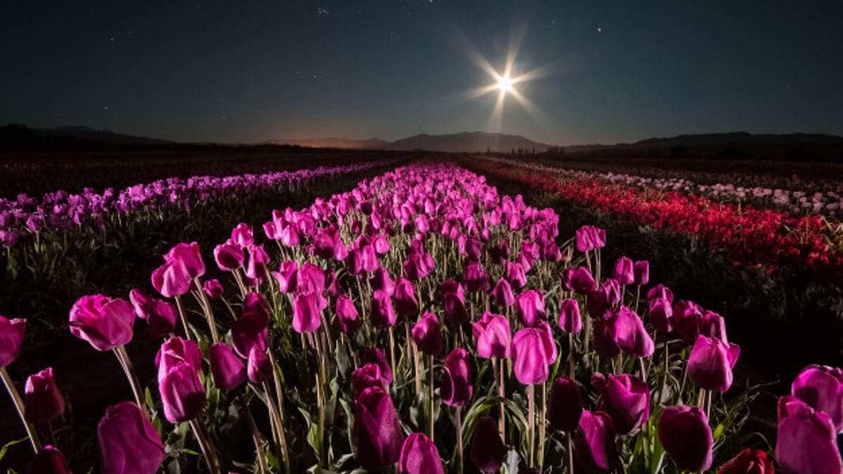 Tulipanes a la luz de la luna. Fuente: (Instagram)