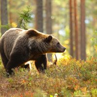 Descubren que los osos pardos tienen una muy particular estrategia de caza tras la hibernación
