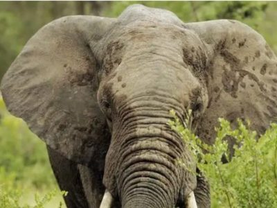 Muere turista de Nuevo México al ser atacada por elefante en Zambia