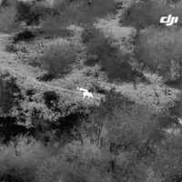 Así es como la fotografía aérea de los drones ayuda a monitorizar y proteger el león africano en Uganda