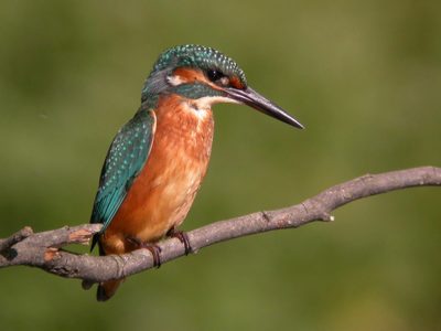 Curiosidades del martín pescador, el pájaro que tiene canción propia