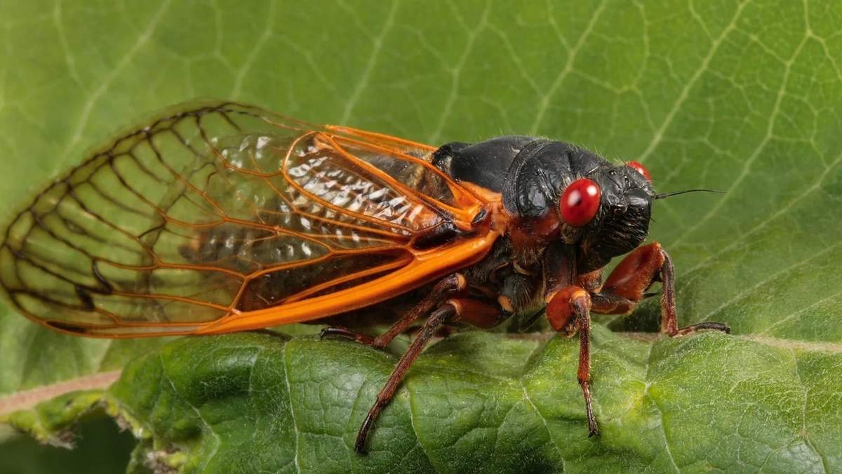Curiosidades sobre las Cigarras. Fuente: (X)